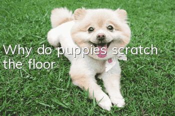 Why do puppies scratch the floor?