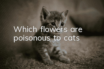 Which flowers are poisonous to cats?