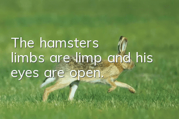 The hamster's limbs are limp and his eyes are open.