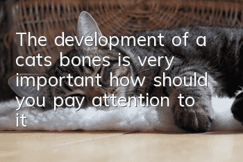 The development of a cat’s bones is very important, how should you pay attention to it?