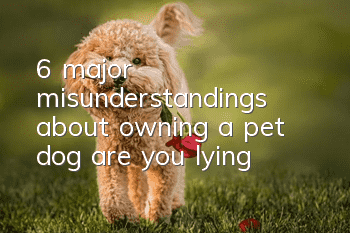 6 major misunderstandings about owning a pet dog, are you lying?