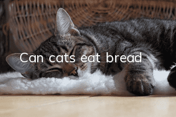 Can cats eat bread?