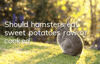 Should hamsters eat sweet potatoes raw or cooked?