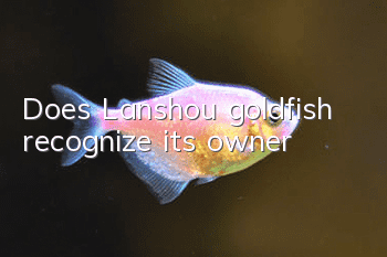 Does Lanshou goldfish recognize its owner?