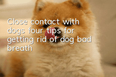 Close contact with dogs, four tips for getting rid of dog bad breath!
