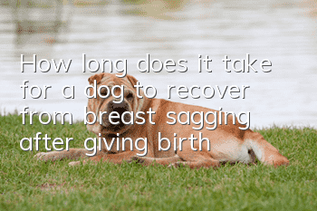 How long does it take for a dog to recover from breast sagging after giving birth?