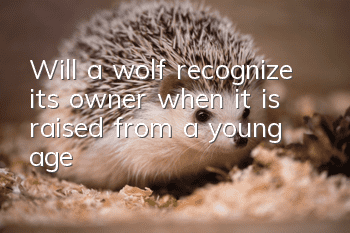 Will a wolf recognize its owner when it is raised from a young age?