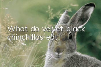What do velvet black chinchillas eat?
