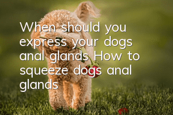 When should you express your dog’s anal glands? How to squeeze dog’s anal glands