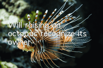 Will raising an octopus recognize its owner?