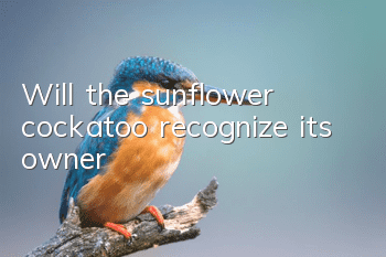 Will the sunflower cockatoo recognize its owner?