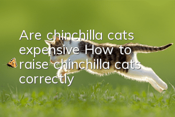 Are chinchilla cats expensive? How to raise chinchilla cats correctly?