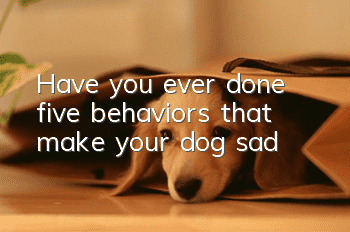 Have you ever done five behaviors that make your dog sad?