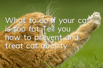 What to do if your cat is too fat? Tell you how to prevent and treat cat obesity