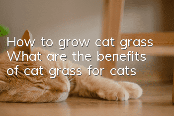 How to grow cat grass What are the benefits of cat grass for cats