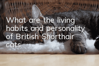 What are the living habits and personality of British Shorthair cats?