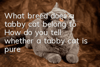 What breed does a tabby cat belong to? How do you tell whether a tabby cat is pure?