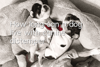 How long can a dog live with canine distemper?