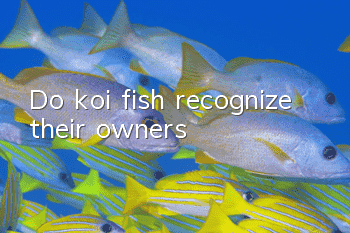 Do koi fish recognize their owners?