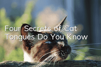 Four Secrets of Cat Tongues Do You Know?