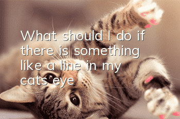 What should I do if there is something like a line in my cat’s eye?