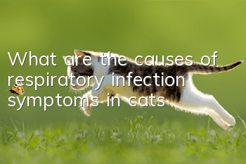 What are the causes of respiratory infection symptoms in cats?