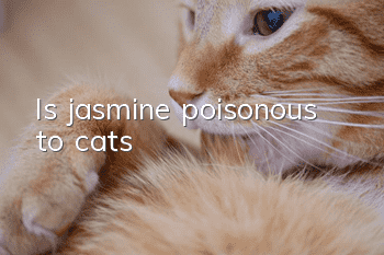 Is jasmine poisonous to cats?