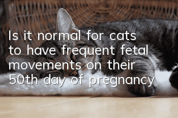 Is it normal for cats to have frequent fetal movements on their 50th day of pregnancy?