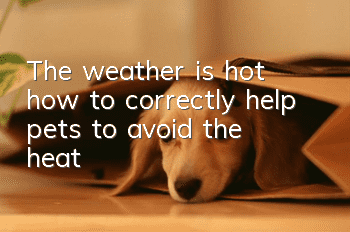 The weather is hot, how to correctly help pets to avoid the heat?