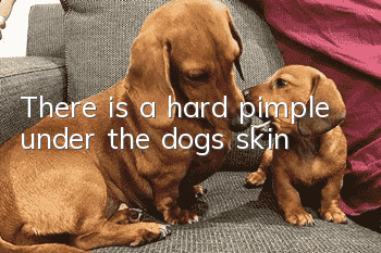There is a hard pimple under the dog’s skin