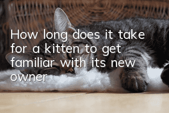 How long does it take for a kitten to get familiar with its new owner?