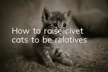 How to raise civet cats to be relatives?