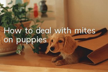 How to deal with mites on puppies