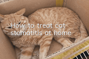 How to treat cat stomatitis at home