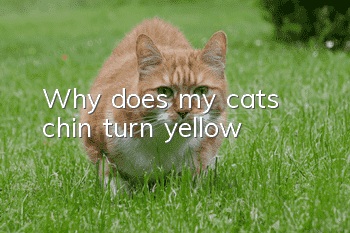 Why does my cat’s chin turn yellow?