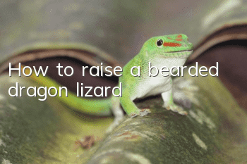 How to raise a bearded dragon lizard