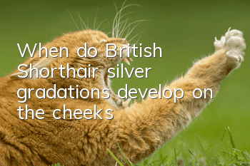 When do British Shorthair silver gradations develop on the cheeks?