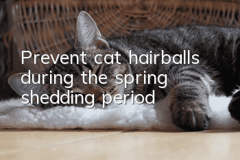 Prevent cat hairballs during the spring shedding period!