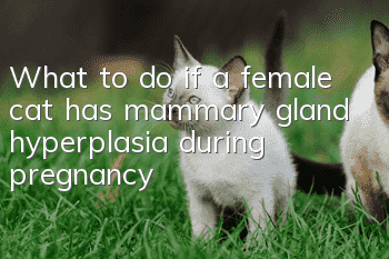 What to do if a female cat has mammary gland hyperplasia during pregnancy