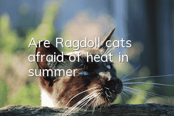 Are Ragdoll cats afraid of heat in summer?