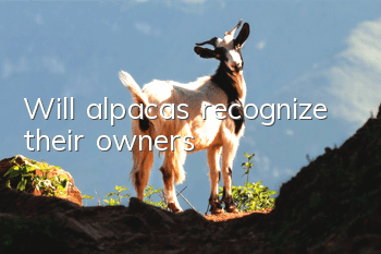 Will alpacas recognize their owners?