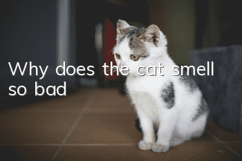 Why does the cat smell so bad?