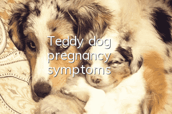 Teddy dog pregnancy symptoms