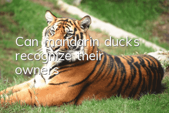 Can mandarin ducks recognize their owners?