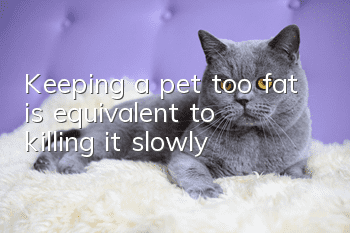 Keeping a pet too fat is equivalent to killing it slowly