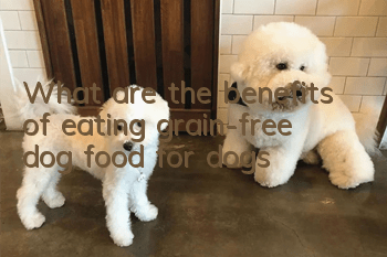 What are the benefits of eating grain-free dog food for dogs?