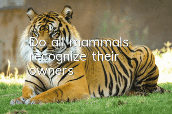 Do all mammals recognize their owners?