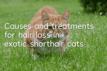 Causes and treatments for hair loss in exotic shorthair cats