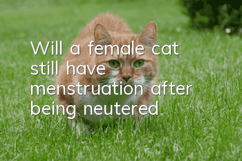 Will a female cat still have menstruation after being neutered?