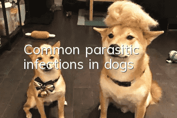 Common parasitic infections in dogs